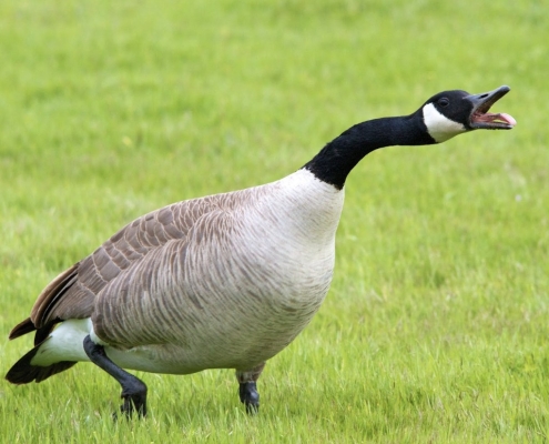 importance of controlling canada geese in spring